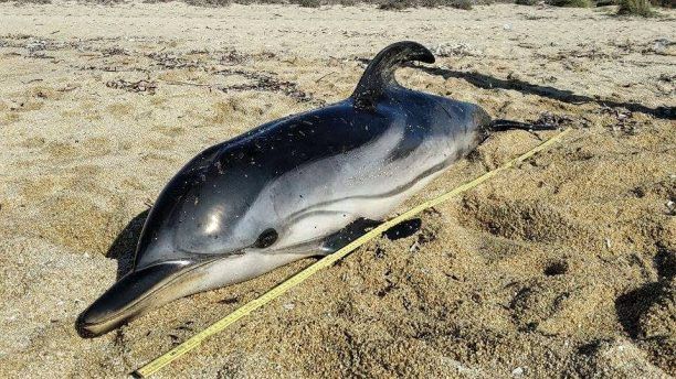 Νεκρό δελφίνι σε παραλία της Νάξου