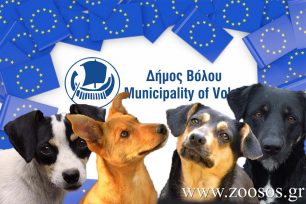 Η Δημοτική Κίνηση «Μαζί για τον Βόλο» διοργανώνει συζήτηση για την διαχείριση των αδέσποτων ζώων