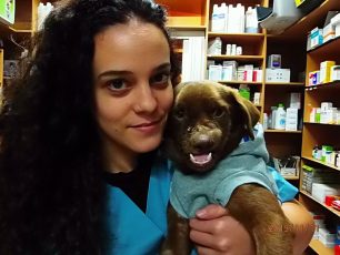 Χανιά: Πρωτοποριακή χειρουργική επέμβαση έσωσε τον σκύλο που κάποιος χτύπησε διαλύοντας του τη γνάθο