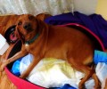 Καταδικάστηκε ο άνδρας που πυροβόλησε και άφησε παράλυτο αδέσποτο σκύλο στην Άνω Ποταμία Εύβοιας