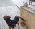 Νίκαια: Εγκατέλειψε τον σκύλο που είχε υιοθετήσει ένα χρόνο πριν αλλά τον εντόπισαν!