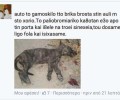 Φωτογραφία από νεκρό σκύλο στην Ισπανία χρησιμοποίησε ο νεαρός που «διαφήμιζε» την θανάτωση του