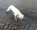 Έκκληση για τον εντοπισμό του σκύλου που περιφέρεται με φίμωτρο στις Σέρρες