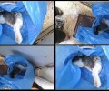Αθήνα: Καταδικάστηκε η Μαροκινή που σκότωσε γάτα ρίχνοντας της βραστό νερό