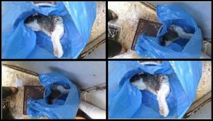 Αθήνα: Καταδικάστηκε η Μαροκινή που σκότωσε γάτα ρίχνοντας της βραστό νερό