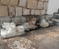 Βούλα: Έσωσαν τις 7 γάτες Περσίας που κακοποιούσε άνδρας ψυχικά ασθενής
