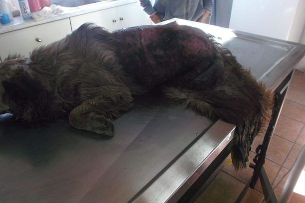 Φθιώτιδα: Σκύλος περιφερόταν σέρνοντας το δέρμα του που είχε ξεκολλήσει από την πλάτη του