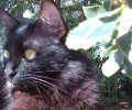 Στειρωμένη θηλυκή γάτα χάθηκε στη Γλυφάδα