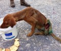 Με εντολή εισαγγελέα κάνουν έρευνα για τον ακρωτηριασμένο και πυροβολημένο σκύλο στην Χερσόνησο Ηρακλείου