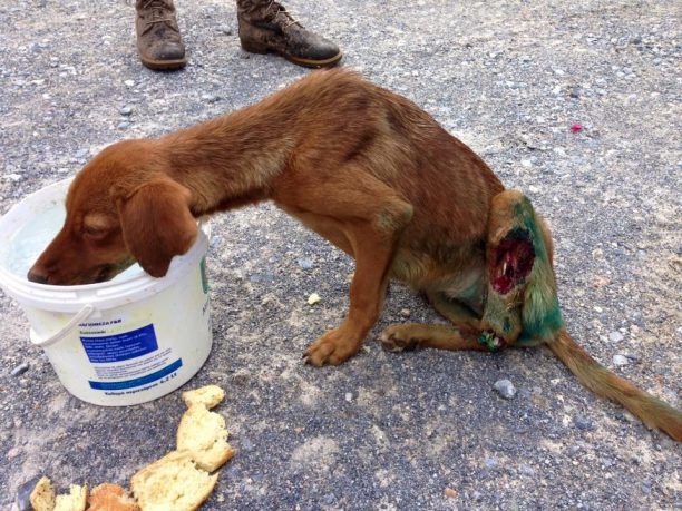 Με εντολή εισαγγελέα κάνουν έρευνα για τον ακρωτηριασμένο και πυροβολημένο σκύλο στην Χερσόνησο Ηρακλείου