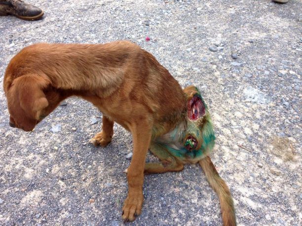 Το σκυλί περιφερόταν ακρωτηριασμένο και πυροβολημένο στην Χερσόνησο Ηρακλείου