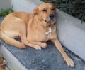 Ηράκλειο Αττικής: Έδεσε τον σκύλο και τον εγκατέλειψε έξω από τον σταθμό του Η.Σ.Α.Π.