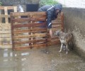 Καρδίτσα: Δύο γυναίκες έσωσαν τον σκύλο που είχε παγιδευτεί στο αρδευτικό κανάλι