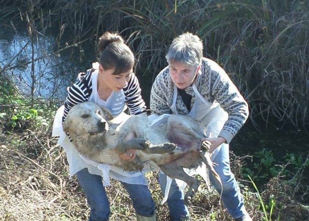 Καρδίτσα: Βρήκαν τον παράλυτο  σκύλο ζωντανό μέσα στο αρδευτικό κανάλι