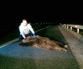 Καστοριά: Άλλη μια αρκούδα νεκρή σε τροχαίο σε κάθετο άξονα της Εγνατίας Οδού