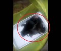 Ιεράπετρα: Πέταξε 4 κουτάβια ζωντανά στον κάδο αφού τα έβαλε σε κουτί και τα έκλεισε σε σακούλα