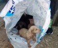 Αιτωλοακαρνανία: Βρήκε ζωντανά σε χαντάκι 7 κουτάβια μέσα σε τσουβάλι στο Νεοχώρι Μεσολογγίου