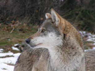Πέθαναν οι δύο λύκοι που φιλοξενούσε εδώ και 15 χρόνια ο ΑΡΚΤΟΥΡΟΣ