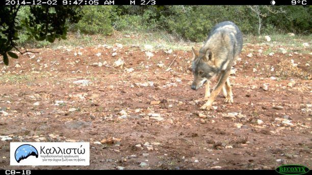 Επανεμφάνιση λύκων στον Εθνικό Δρυμό της Πάρνηθας μετά από 50 χρόνια