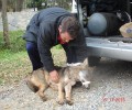 Λύκος νεκρός σε τροχαίο στο Σαμάρι Έδεσσας