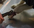 Μακύνεια Αιτωλοακαρνανίας: Η συρμάτινη θηλιά σάπισε το πόδι του σκύλου