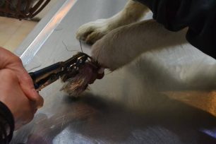 Μακύνεια Αιτωλοακαρνανίας: Η συρμάτινη θηλιά σάπισε το πόδι του σκύλου
