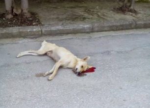 Αιτωλοακαρνανία: Στις 25/11 η δίκη του οδηγού που σκότωσε τον σκύλο στην Κ. Βασιλική και αδιαφόρησε