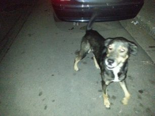 Χάθηκε αρσενικός σκύλος στη Δραπετσώνα