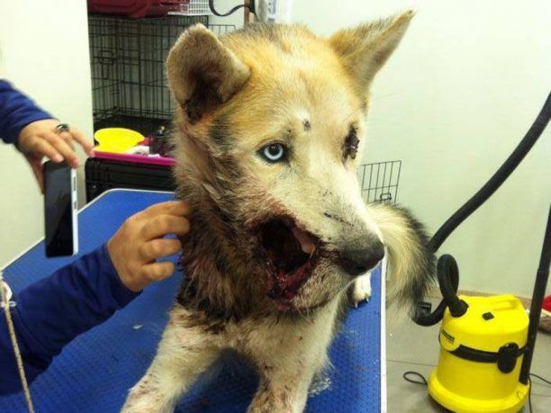Ναύπακτος: Βρήκαν το σκύλο πυροβολημένο εξ επαφής στο κεφάλι αλλά ζωντανό!