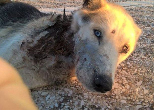 Αναρρώνει ο σκύλος που πυροβολήθηκε εξ επαφής στο κεφάλι στην Ναύπακτο
