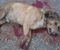 Καταδικάστηκε - με αναστολή - ο άνδρας που σκότωσε δύο σκυλιά με καραμπίνα στη Βέργη Σερρών το 2014