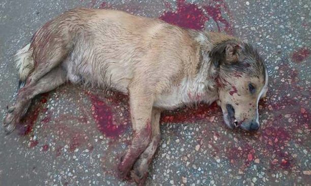 Καταδικάστηκε - με αναστολή - ο άνδρας που σκότωσε δύο σκυλιά με καραμπίνα στη Βέργη Σερρών το 2014