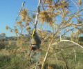 Ρόδος: Συνελήφθη κυνηγός με 169 ωδικά πτηνά αιχμάλωτα και 920 ξόβεργες
