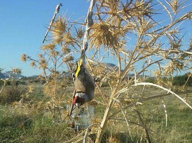 Ρόδος: Συνελήφθη κυνηγός με 169 ωδικά πτηνά αιχμάλωτα και 920 ξόβεργες