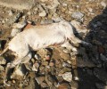 Σαλαμίνα: Έσυρε τον σκύλο μέχρι θανάτου και τον πέταξε στην ακτή