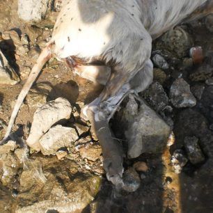 SalaminaGdarmenoPaloukia 2