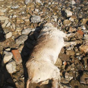 SalaminaGdarmenoPaloukia 3