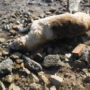 SalaminaGdarmenoPaloukia 4