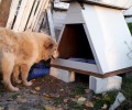 Σέρρες: Έφτιαξαν σκυλόσπιτο για τον ηλικιωμένο αδέσποτο σκύλο