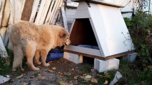 Σέρρες: Έφτιαξαν σκυλόσπιτο για τον ηλικιωμένο αδέσποτο σκύλο