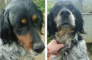 Χάθηκε σκύλος ράτσας Σέττερ στην Καστάνιανη Πωγωνίου
