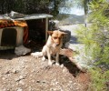 Έκκληση για τον σκύλο που ζει εγκαταλελειμμένος σε ορεινή περιοχή μεταξύ Χασιάς και Δερβενοχωρίων