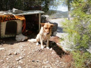 Έκκληση για τον σκύλο που ζει εγκαταλελειμμένος σε ορεινή περιοχή μεταξύ Χασιάς και Δερβενοχωρίων