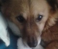 Καλαμαριά Θεσσαλονίκης: Βρήκε τον σκύλο της νεκρό από φόλα