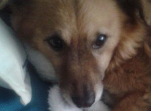 Καλαμαριά Θεσσαλονίκης: Βρήκε τον σκύλο της νεκρό από φόλα