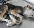 Λακωνία: Βρήκαν σκύλο στους Μολάους με κομμένα τ’ αυτιά και το σχοινί στον λαιμό να τον πνίγει