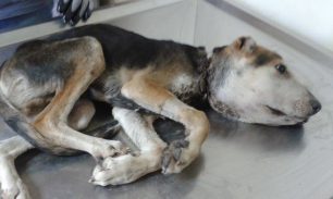 Λακωνία: Βρήκαν σκύλο στους Μολάους με κομμένα τ’ αυτιά και το σχοινί στον λαιμό να τον πνίγει