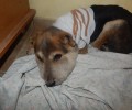 Λακωνία: Αναρρώνει ο σκύλος που βρέθηκε με κομμένα αυτιά στους Μολάους να αργοπεθαίνει από την θηλιά στο λαιμό του (βίντεο)