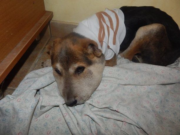 Λακωνία: Αναρρώνει ο σκύλος που βρέθηκε με κομμένα αυτιά στους Μολάους να αργοπεθαίνει από την θηλιά στο λαιμό του (βίντεο)