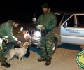 Κορινθία: Εντόπισαν το κλεμμένο κυνηγόσκυλο